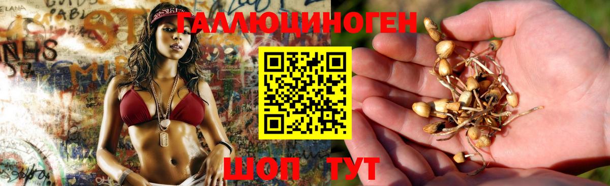Псилоцибиновые грибы Psilocybe Елизово